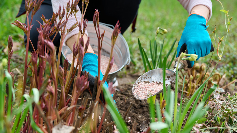 Gardener adding granular fertilizer to peonies.