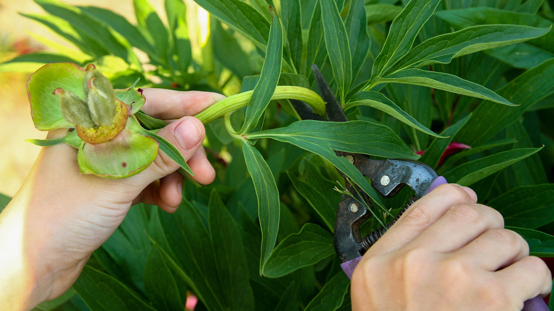 Gardener pruning spent flowers from peonies.