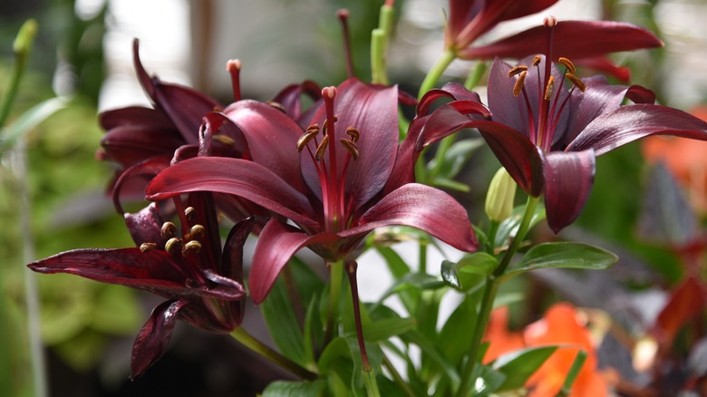 Night Rider Lilies in garden