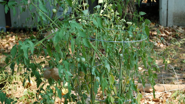 Tomato plants growing in a wire cage