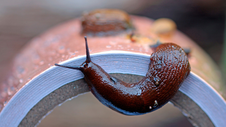 Slug on a roll of copper tape
