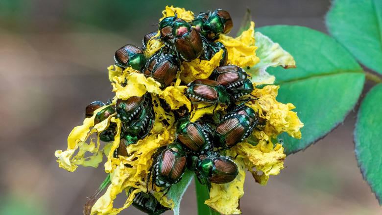 Flower covered with Japanese beetles