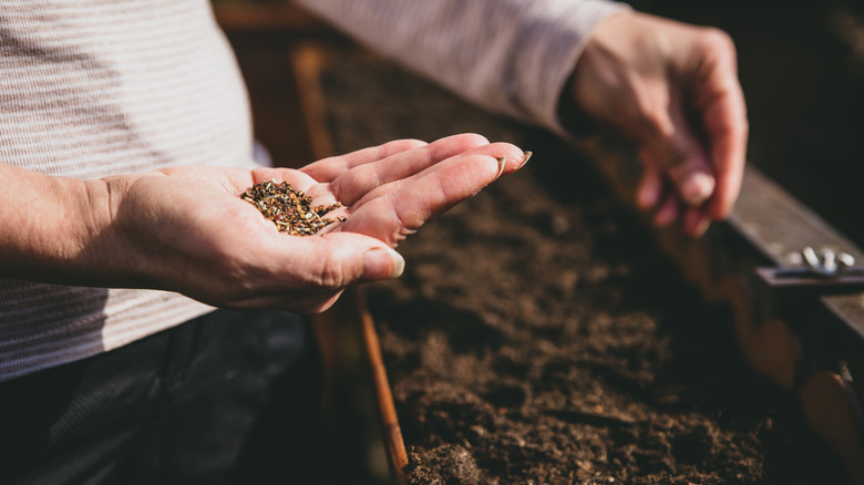 Wildflower seed mix being planted in the garden