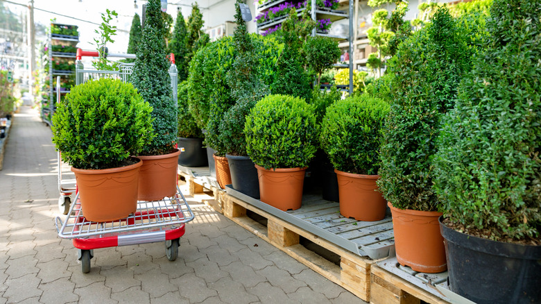 Different size shrubs in a nursery