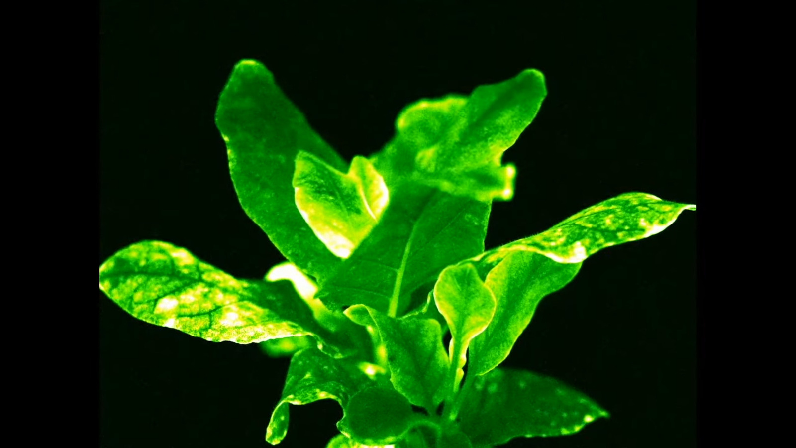 Bioluminescent Houseplants The Indoor