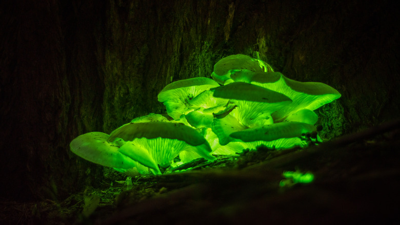 Glow in the dark mushrooms