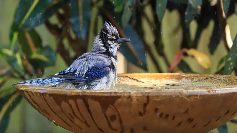 Blue jay taking a bath in a bird bath