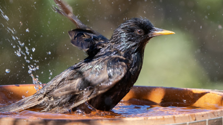 Starling in a bird bath in the sunshine