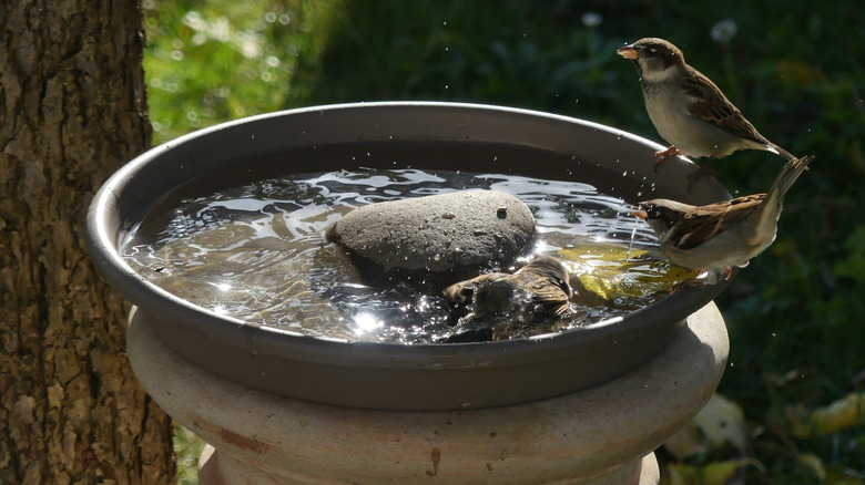 Bird bath in the shade of a tree