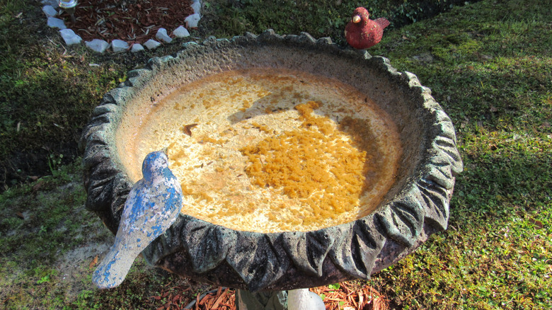 Dirty bird bath with debris and algae