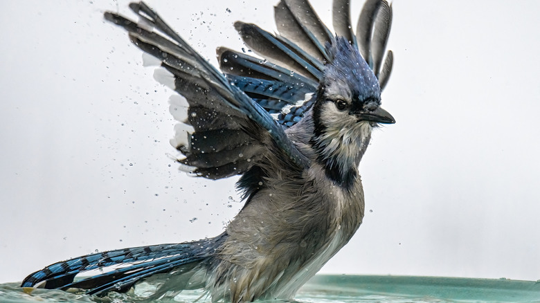 Bird with wings spread splashing in a bird bath