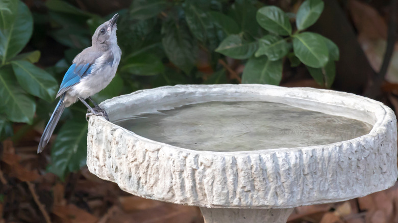 Bird with wings spread splashing in a bird bath