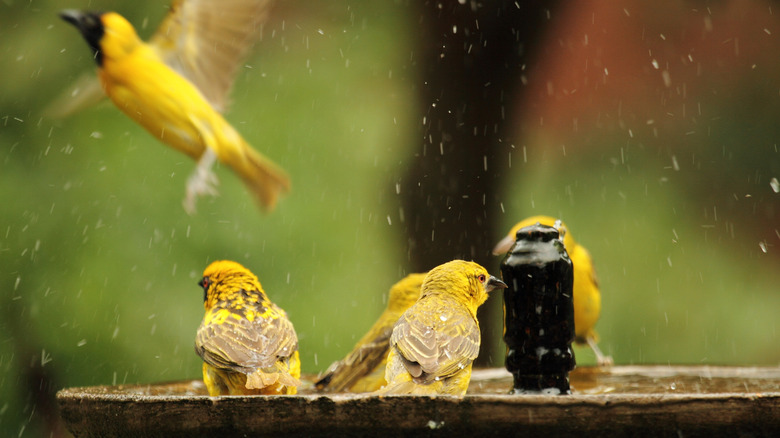 Lots of birds sharing a bird bath