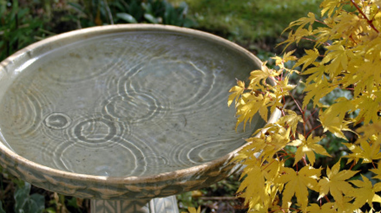 Ceramic bird bath outdoors in the rain