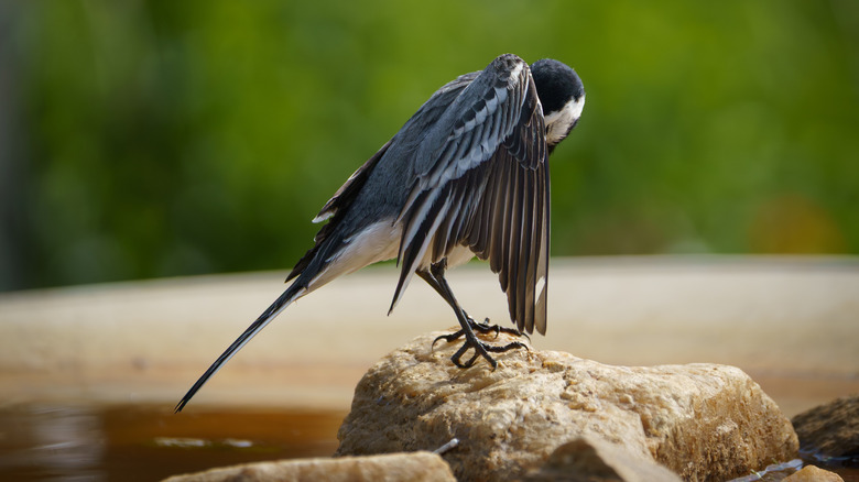 White wagtail preening beside a bird bath