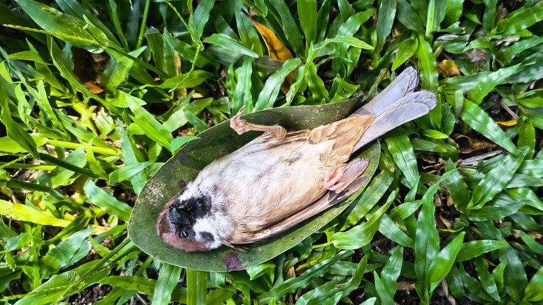 Dead sparrow laying on the grass