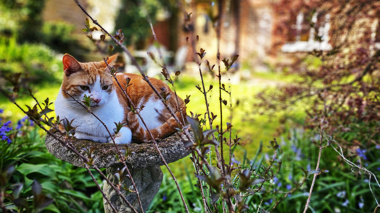 Cat curled up in a bird bath