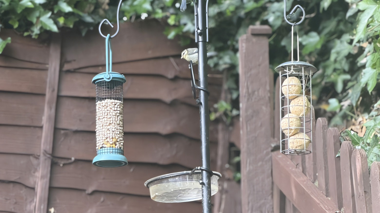 Bird feeders too clos to bird bath