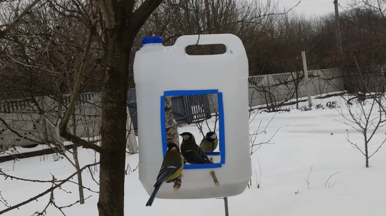 Plastic jug bird feeder with dowels sticking through both sides and three birds perched on the feeder