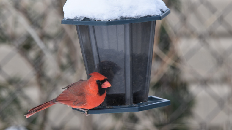 cardinal perched on bird feeder