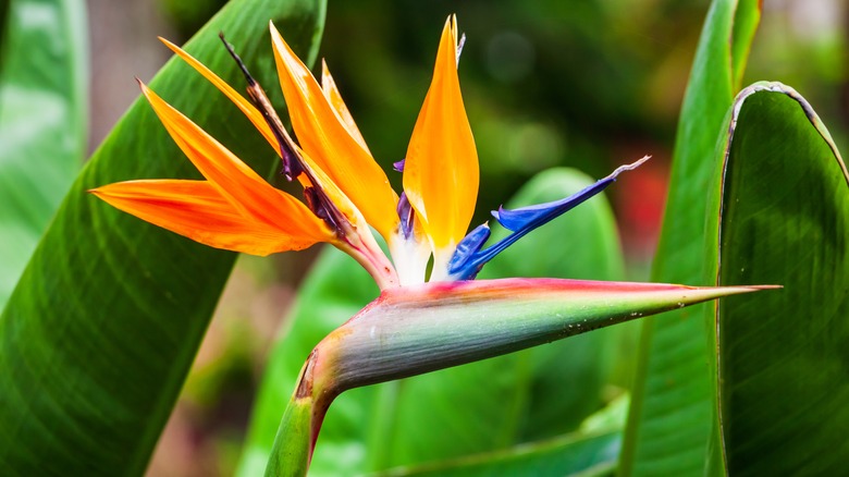 Bird of paradise bloom up close