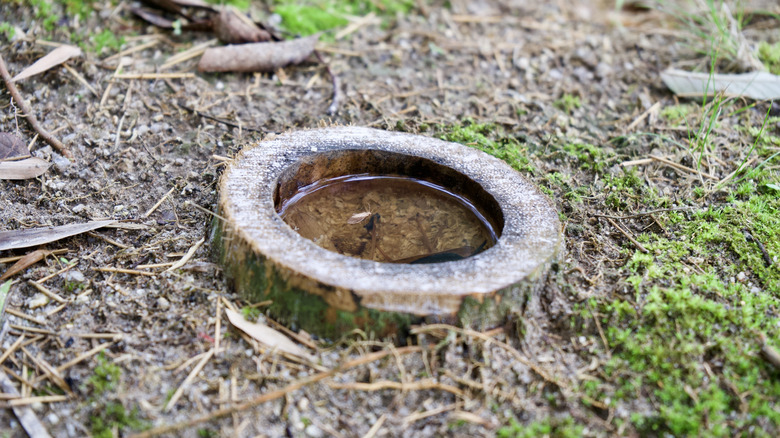 A hollow tree stump with water in it near the ground