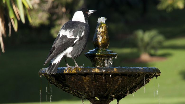 A bird perched on a fountain with tropical plants in the background