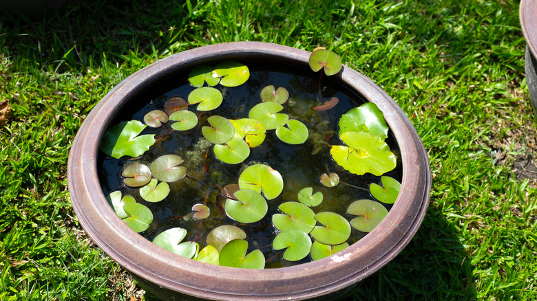 Water lilies and other water plants floating in a container water garden on a lawn