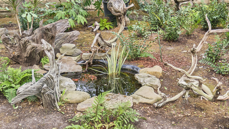 Small backyard pond with water plants, a stone boarder, drift wood, and ferns
