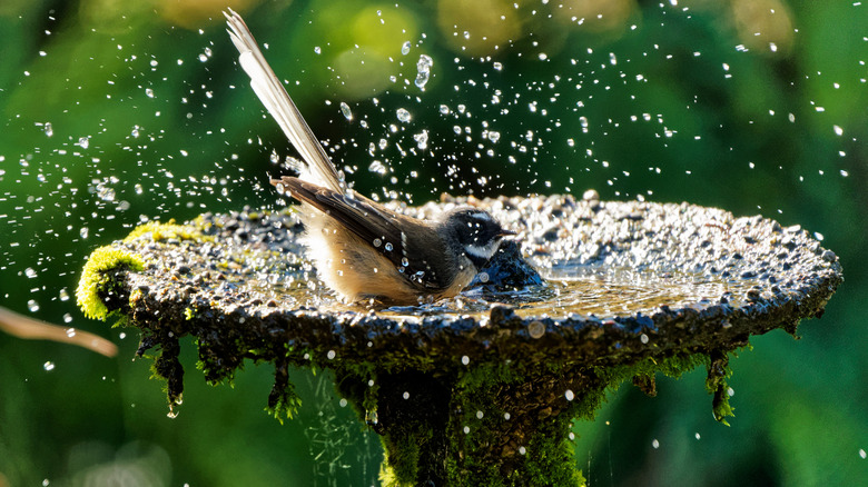 Bird splashing in a moss covered bird bath