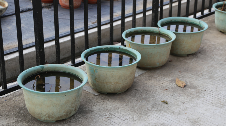 Old green pots filled with rain water