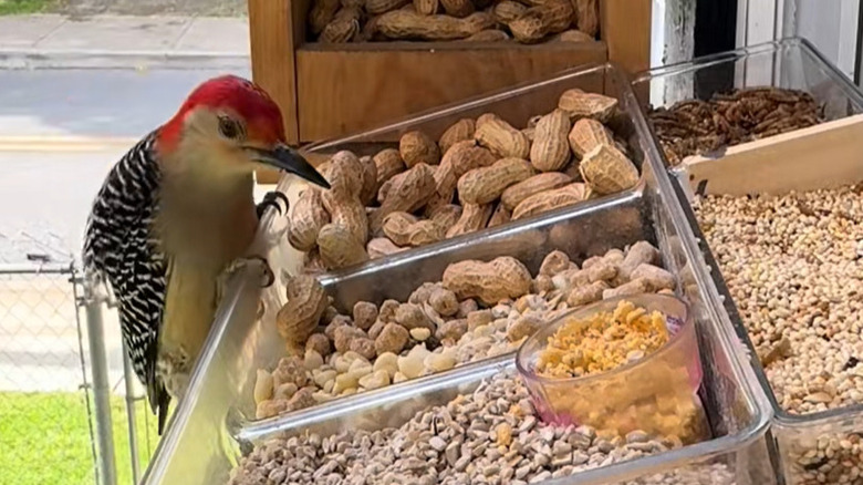Woodpecker at a bird buffet feeder eating peanuts