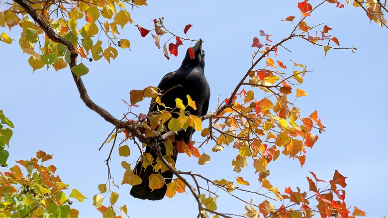 Crow on Chinese tallow tree