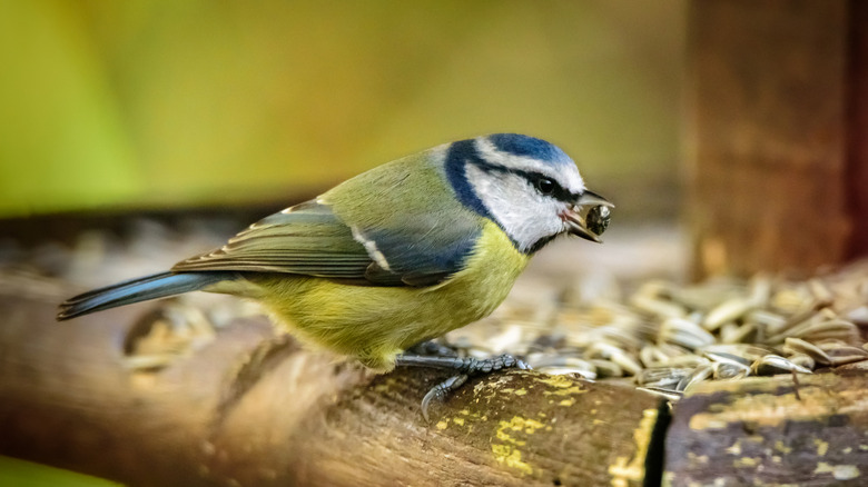Blue tit bird on a bird feeder with a small seed in its mouth