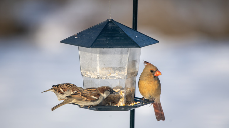 A variety of birds enjoying a bird feeder during winter with snow in the background