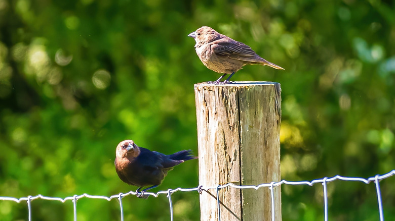 Male and female cowbirds