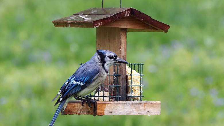 blue jay on a birdhouse