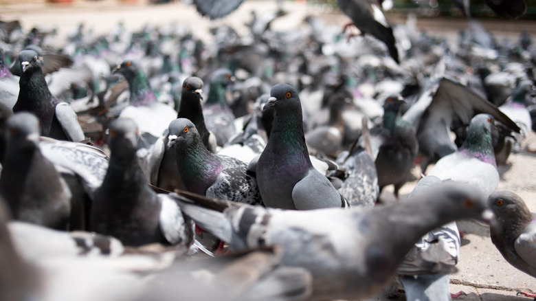 Flock of pigeons