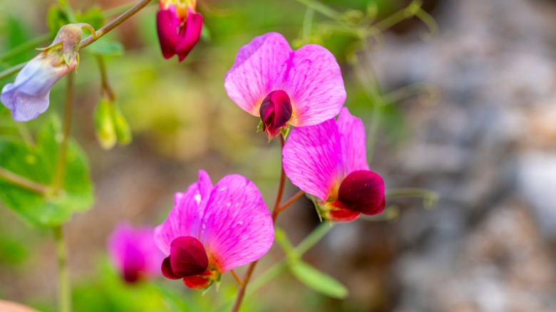 flowers of the sweet pea plant