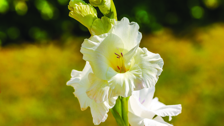 Macro view of white sword lily flower