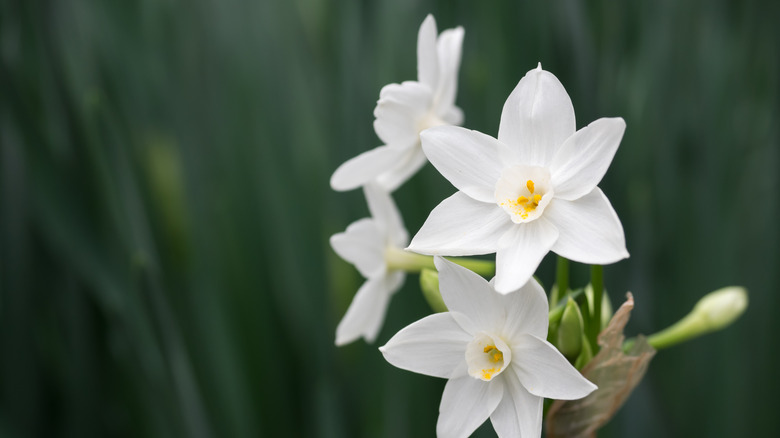 Beautiful pure white paper white narcissus flowers