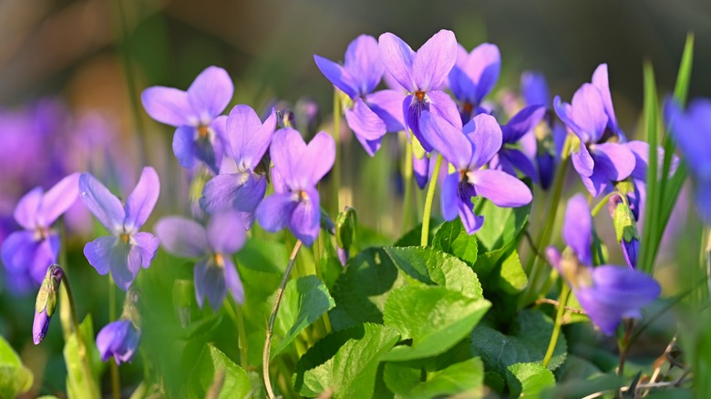 Beautiful spring small purple flowers of violets