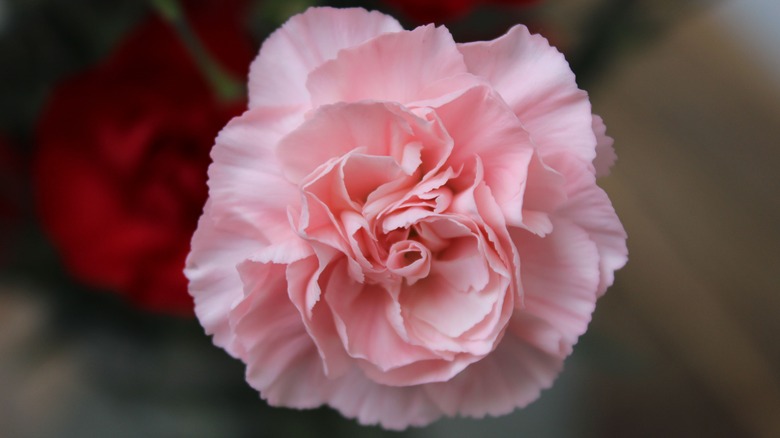 A closeup of a pink Carnation flower