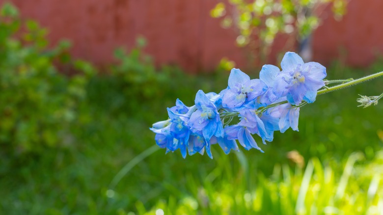 Larkspur flowers blooming in the garden