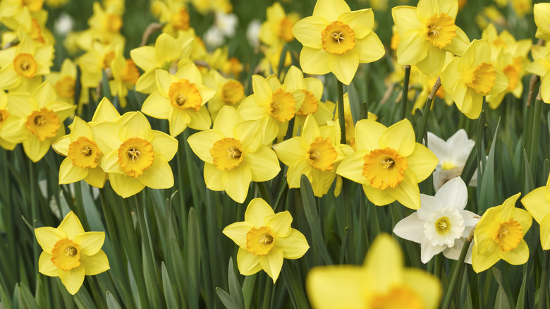 daffodil flowers