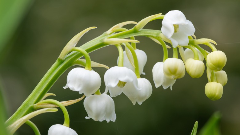 Close up of lily of the valley