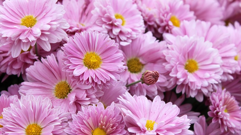 pink chrysanthemum flowers in the sun in an autumn garden