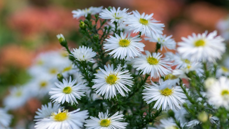 Aster flowers in bloom