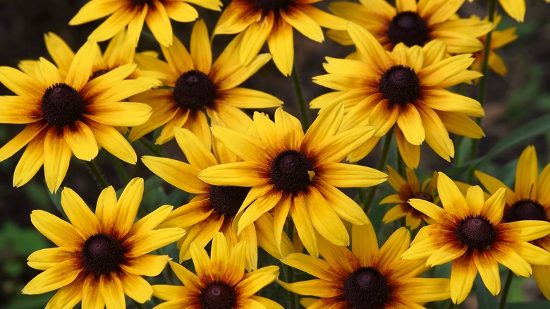 Black-eyed Susans