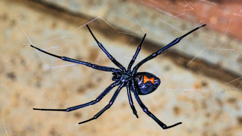 Black widow spider showing red hourglass